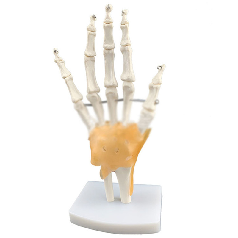 의료 교육 보조 인간 손 관절 인대 모델 손 뼈 눈금자 경골 인간 뼈 손과 발 수술